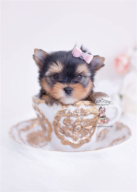 Yorkie Puppies Health Guarantee Teacup Puppies And Boutique