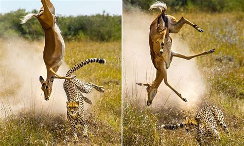 Impala Cartwheels Through The Air After Attempting To Flee Chasing Cheetah At 40mph Daily Mail