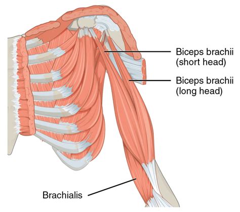 Top Biceps Peak Exercises For Building Monster Arms Fitness Volt