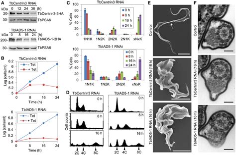 RNAi Of TbCentrin3 Or TbIAD51 In Bloodstream Trypanosomes Inhibits