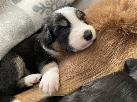 Beautiful Tri Colour Border Collie Puppies For Sale Ukpets