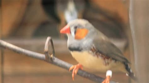 Zebra Finch Aviary Youtube