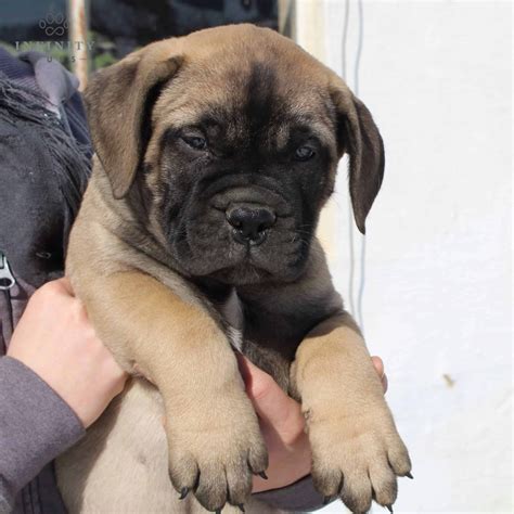 Jerry Akc • Bullmastiff • Infinity Pups