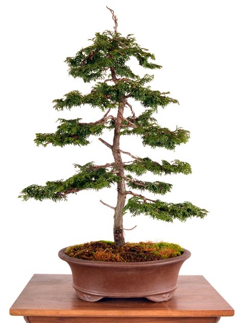 Hinoki Cypress 22 Tall Bonsai Bonsai Learning Center Store