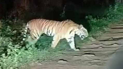 Bandhavgarh Tiger Reserveअचानक बाघ आ गया सड़क पर वाहन के सामने शान से पार किया रास्ता