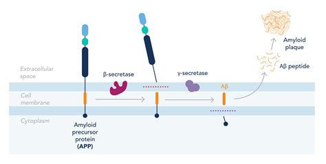 Vascular Dysfunction In Alzheimers Disease Proteintech Group