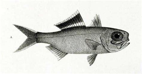 anomalopidae wikiwand