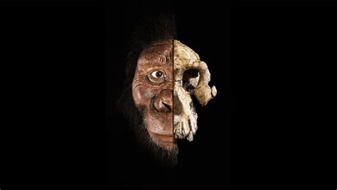 What Do We Know About Australopithecus Anamensis? | IFLScience