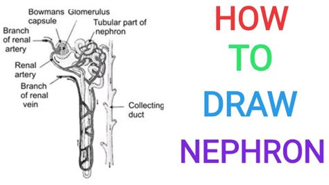 How To Draw Nephron Easily Kidney Excretory System Well Lebelled