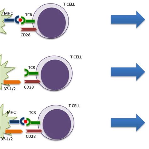 A Interaction With Antigen Presenting Cell Apc And T Cell Via Major Download Scientific