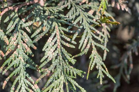 Thuja Stirbt Ursachen And Rettung Der Pflanze