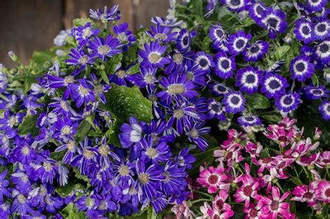 How to Grow and Care for Cineraria