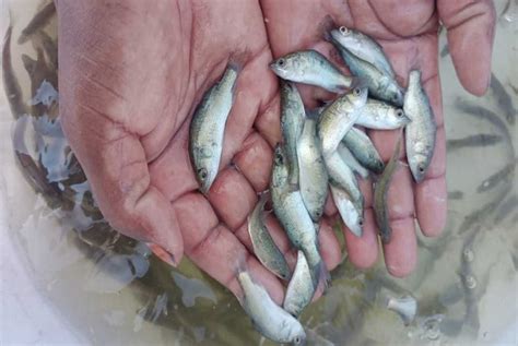 Sea Bass Wholesale Price And Mandi Rate For Sea Bass In India