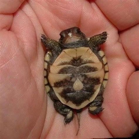 Baby Turtle Baby Turtles Cute Turtles Cute Animals