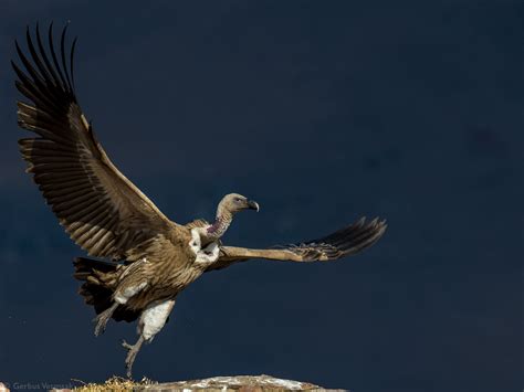 Vultures Of The Old World Africa Geographic