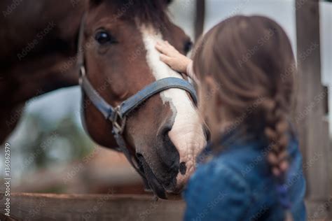 Cute Girl Feeding Her Horse In Paddock Stock Photo Adobe Stock