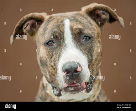 Adorable Brindle Y Blanco Dulce Pitbull Mezcla Perro Cerca De La Cabeza