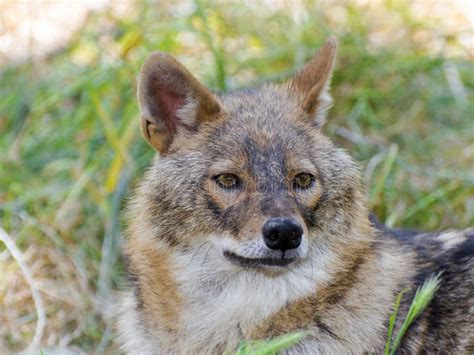 Golden Jackal Canis Aureus Stock Image Image Of Canid Summer 55575453