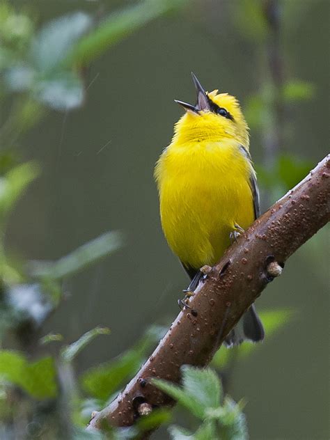 Blue Winged Warbler Vermivora Cyanoptera Blue Winged War Flickr