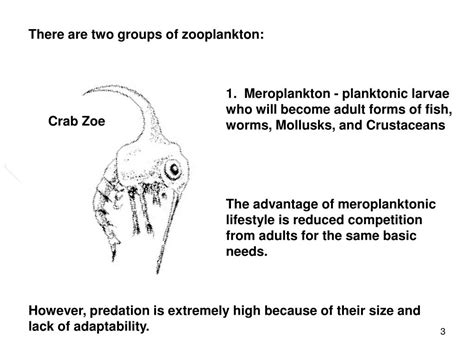 PPT - ZOOPLANKTON PowerPoint Presentation, free download - ID:2239863