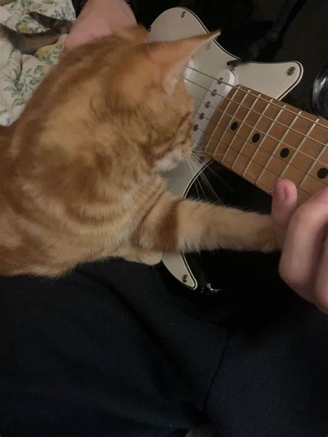 An Orange Tabby Cat Playing On Top Of A Guitar