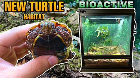 Meet My New Leaf Turtle How To Setup A Bioactive Leap Habitat Youtube