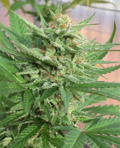 Jamaican Pearl Sensi Seeds Cannabis Strain Gallery