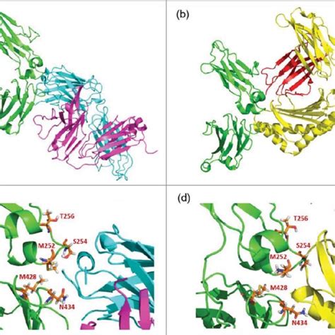 Enlarged complex structures of (a) Fc and RF, (b) Fc and FcRn, and (c ...