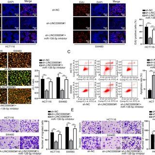 Linc Promoted Crc Cell Growth Migration And Invasion Via Sponging