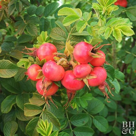 Berry Producing Plants That Will Attract Birds To Your Yard How To