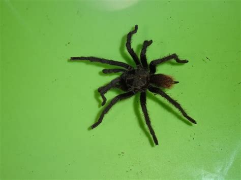 Texas Brown Tarantula - adult Female - Strictly Reptiles