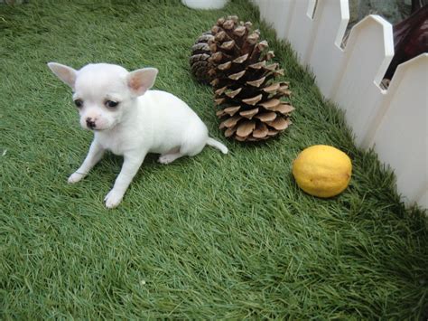 Mi Perro Sangra Por La Nariz Y Le Cuesta Respirar Actualizado Octubre