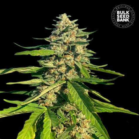 CBG CRITICAL MASS Bulk Seed Bank