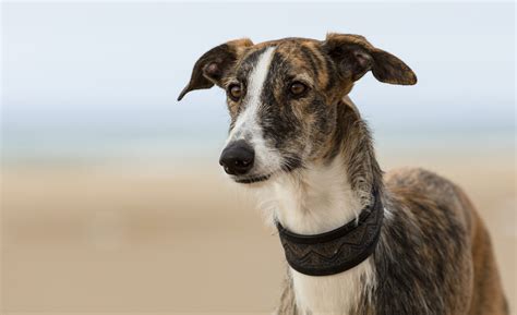 Can Dogs Get Skin Cancer