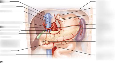 Arteries - Celiac Trunk Diagram | Quizlet