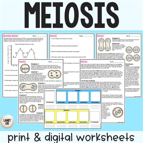 Meiosis Worksheet Answer Key