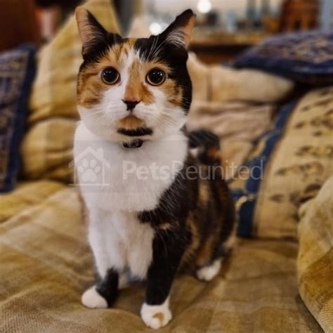 Lost Cat Calico Black White And Ginger Cat Called Demi Bicester Area Oxfordshire