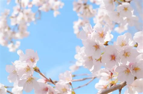 【桜の日】はなぜ3月27日？由来と桜に関する豆知識を紹介 Kizamuマガジン