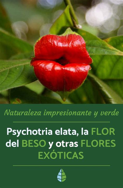 Nombres De Las Flores Más Exóticas Del Mundo Cultivo De Flores Flores Exóticas Nombres De Flores