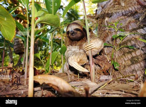 Sloth Costa Rica Stock Photos & Sloth Costa Rica Stock Images - Alamy