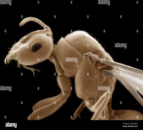 Winged ant, coloured scanning electron micrograph (SEM). Winged ants ...