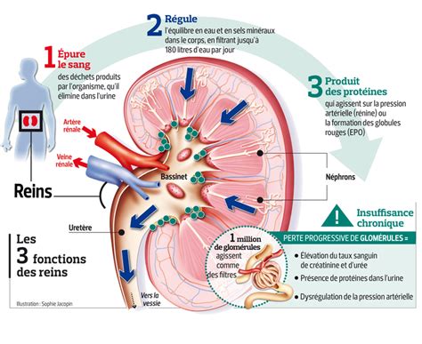 Medecine Insuffisance Renale Pdf Pixels