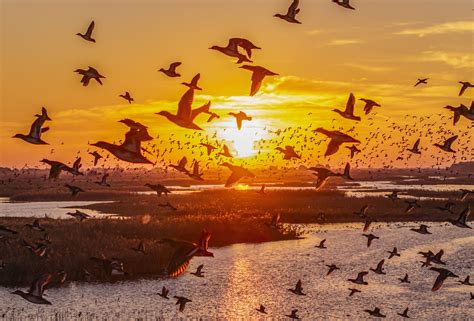 Come Fanno Gli Uccelli Migratori A Sapere Dove Andare Uno Studio Mette