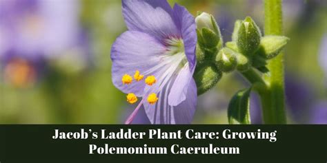 Jacob’s Ladder Plant Care: Growing Polemonium Caeruleum - The Grassy Root