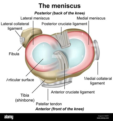 Ligamento Cruzado Posterior Fotograf As E Im Genes De Alta Resoluci N