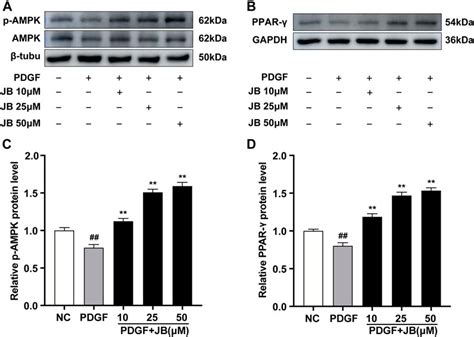 Frontiers Jujuboside B Inhibits Neointimal Hyperplasia And Prevents