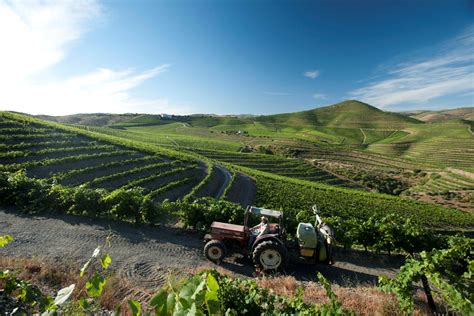 Sogrape um exemplo mundial de viticultura sustentável Agroportal