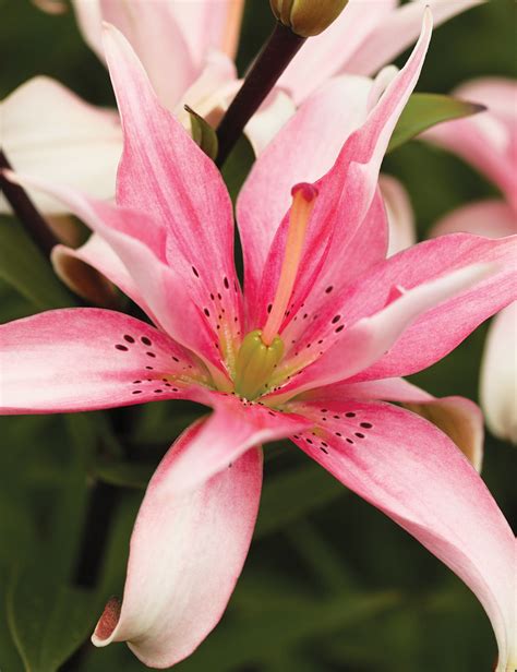 Double Asiatic Lilium Elodie Tesselaar