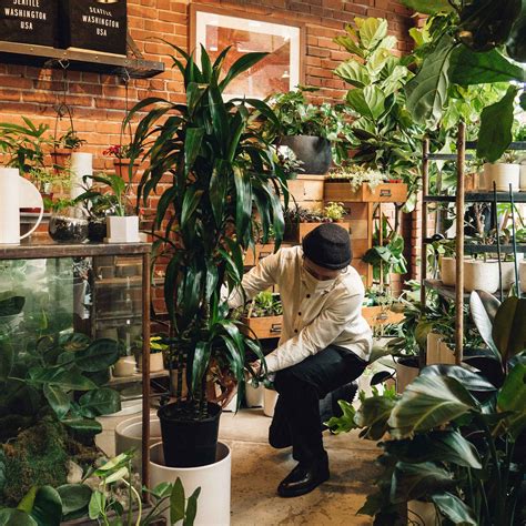 Large Specimen Plant Sale – Glasswing