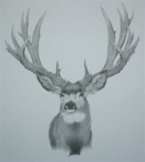 Items similar to Mule Deer Pencil Sketch on Etsy